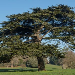 Cedrus libani – – Cedar of Lebanon – Lebanon Cedar – Cedar – True Cedar – get a quote