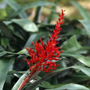 Aechmea fulgens – Bromeliad get a quote