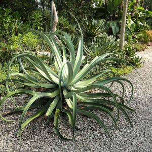 Agave vilmoriniana – Octopus Agave – get a quote