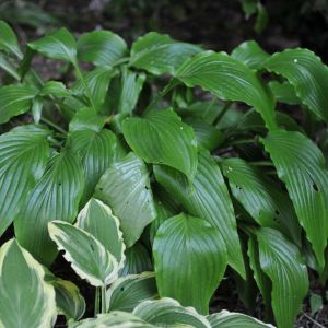 Hosta ‘Green Fountain’ – Plantain Lily ‘Green Fountain’ get a quote