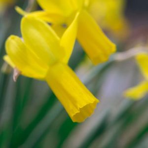 Narcissus ‘Rapture’ – Daffodil ‘Rapture’ get a quote