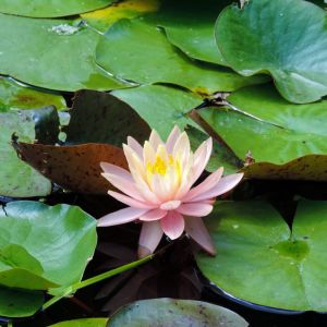 Nymphaea ‘Lucida’ – Waterlily – get a quote