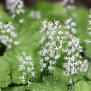 Tiarella trifoliata – Foamflower – get a quote