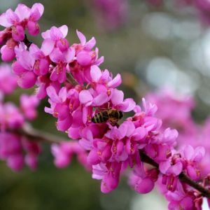 Abeliophyllum distichum ‘Roseum’ – Pink Forsythia – get a quote