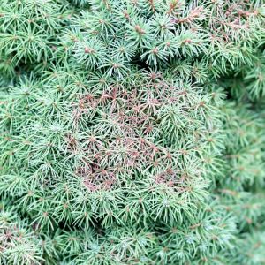 Spruce Spider Mite – Oligonychus ununguis get a quote