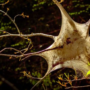 Southwestern Tent Caterpillar – Malacosoma incurvum get a quote