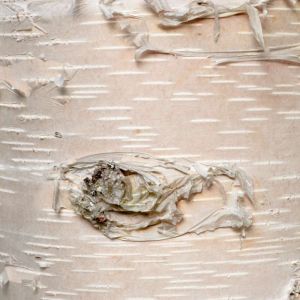 Betula neoalaskana – Betula papyrifera var. humilis – Yukon White Birch – Birch – get a quote