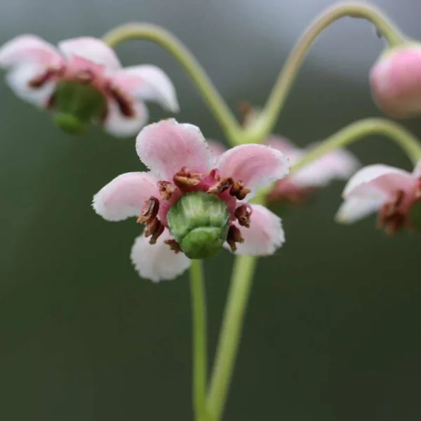Chimaphila umbellata – Western Prince’s Pine – Prince’s Pine – get a quote