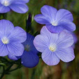 Linum narbonense – Flax – get a quote