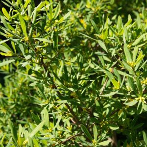 Myrica pensylvanica – Northern Bayberry – Bayberry – Candleberry – get a quote