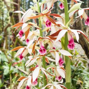 Phaius – orchid get a quote