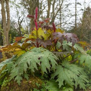 Rheum palmatum – Chinese rhubarb – Rhubarb – get a quote