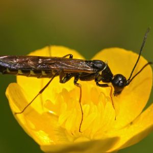 Sawflies get a quote