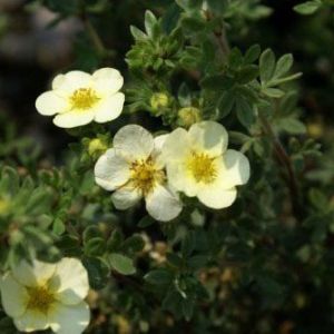 Potentilla fruticosa ‘Primrose Beauty’ get a quote