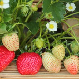 Fragaria chiloensis – Sand Strawberry – Strawberry – get a quote