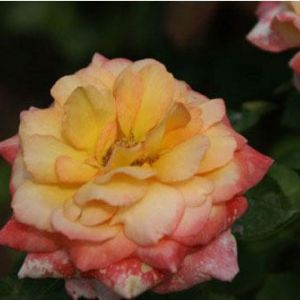 Rosa ‘Glowing Peace’ – Rose ‘Glowing Peace’ get a quote