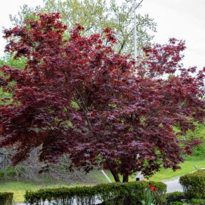 Acer palmatum Atro. ‘Bloodgood’ – Acer Blood Good Maple  – Maple get a quote