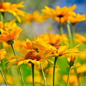 Heliopsis helianthoides ‘Summer Sun’ – Ox Eye – get a quote