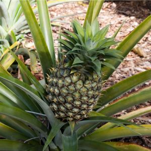 Ananas comosus – Pineapple – Commercial pineapple bromeliad get a quote