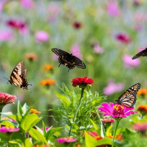 Featured Plants that Attracts Butterflies Plants