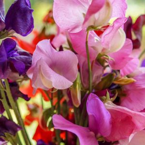 Lathyrus odoratus Continental Group – Sweet Pea – get a quote