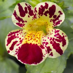 Mimulus x hybridus cultivars – Diplacus – Monkey Flower – Musk – get a quote