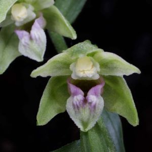 Epipactis – Helleborine – orchid get a quote