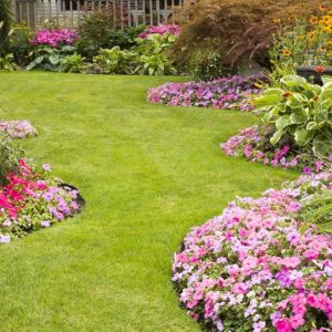 Buy Summer Annuals Plants