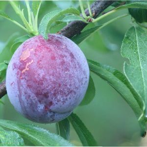 Prunus – Plum – Plum tree get a quote