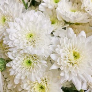 Hardy White mum – Chrysanthemum get a quote