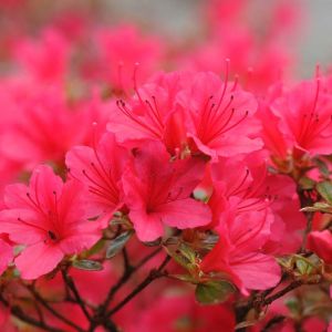 Rhododendron – Azalea ‘Hino-crimson’ get a quote