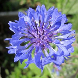 Centaurea cyanus ‘Blue Boy’ – Bachelors Button – Blue-bottle – Hardheads – Knapweed – Cornflower – get a quote