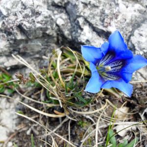 Gentiana angustifolia – Gentian – get a quote