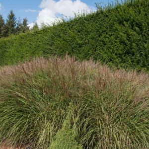 Miscanthus sinensis ‘Rotsilber’ – Eulalia Grass get a quote