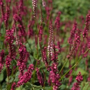 Persicaria macrophylla – Polygonum macrophyllum – Persicaria sphaerostachum – Aconogonon – Bistorta – Polygonum – Tovara – Fleeceflower – Knotweed – get a quote