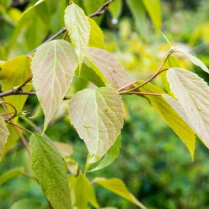 Poliothyrsis sinensis get a quote