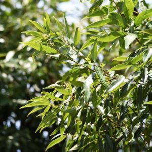 Quercus myrsinifolia – Chinese Evergreen Oak – Oak – get a quote