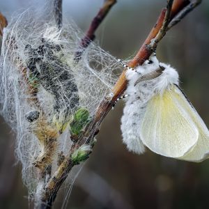 Satin Moth – Leucoma salicis get a quote