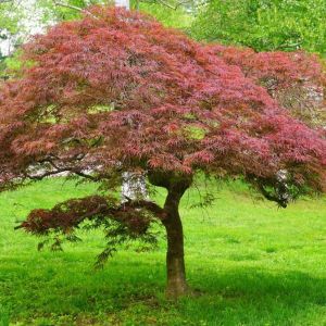 Acer palmatum ‘Garnet’ – Maple get a quote