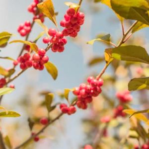 Ilex verticillate ‘Winter Red’ – Black Alder – Winterberry – Coral Berry – Michigan Holly get a quote