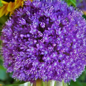 Allium ‘Lucy Ball’ – Onion get a quote