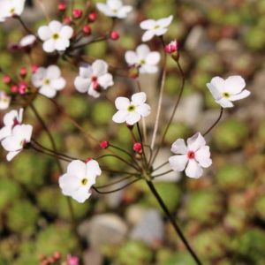 Androsace strigillosa ‘ Douglasia ‘ Rock jasmine get a quote