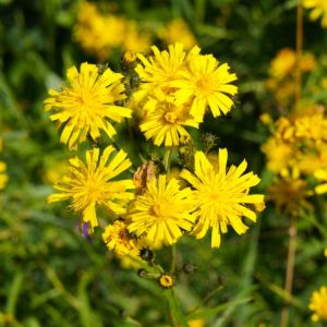 Hieracium umbellatum – Leafy Hawkweed – Hawkweed – get a quote