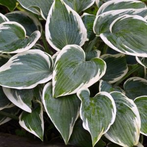 Hosta ‘First Frost’ – Plantain Lily ‘First Frost’ get a quote