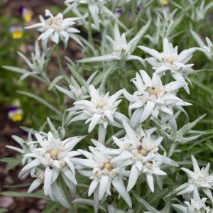 Leontopodium alpinum – Edelweiss – get a quote