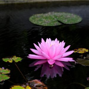 Nymphaea ‘Mayla’ – Waterlily – get a quote