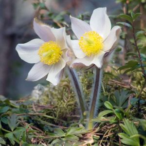 Pulsatilla vernalis get a quote