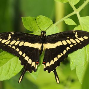 Giant Swallowtail – Papilio cresphontes get a quote