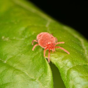 Velvet Mites get a quote