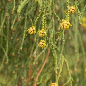 Athrotaxis cupressoides – Tasmanian Pencil Pine – Tasmanian Cedar get a quote
